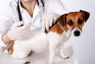 vacinas-cachorro-2-400x267
