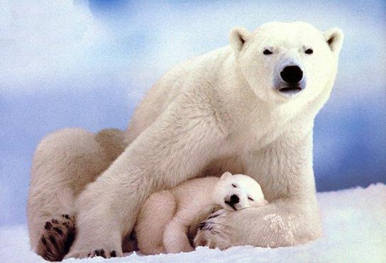 urso-polar-caracteristicas-alimentacao-habitat-e-reproducao