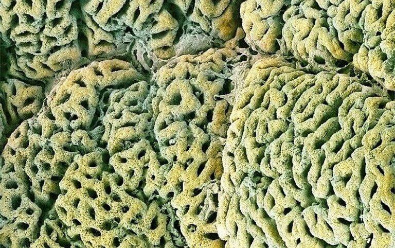 11 partes do corpo humano vistas pelo do microscópio