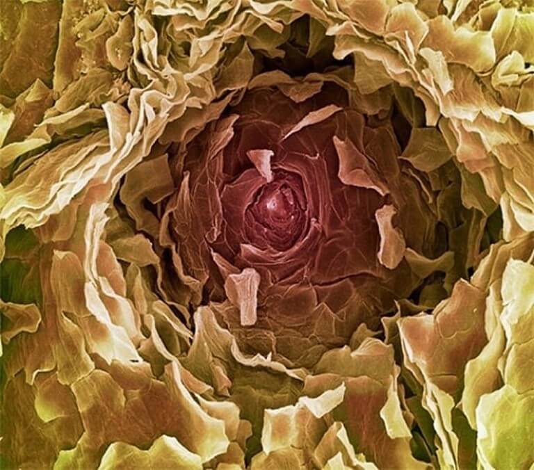 11 partes do corpo humano vistas pelo do microscópio