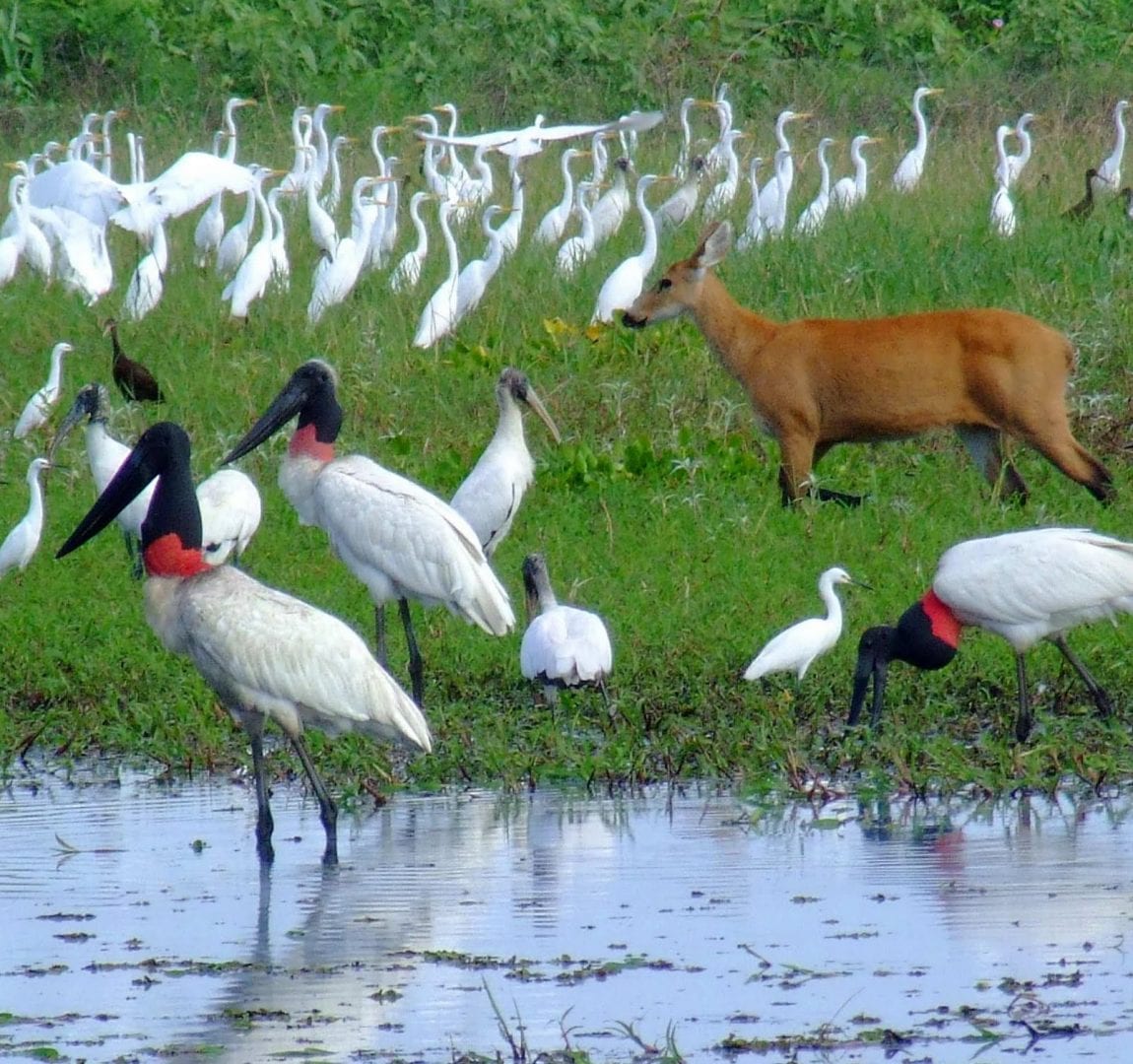 Você sabia que o Pantanal é um bioma rico em biodiversidade?