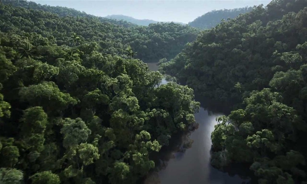 Saiba onde ficam as florestas tropicais e conheça suas características