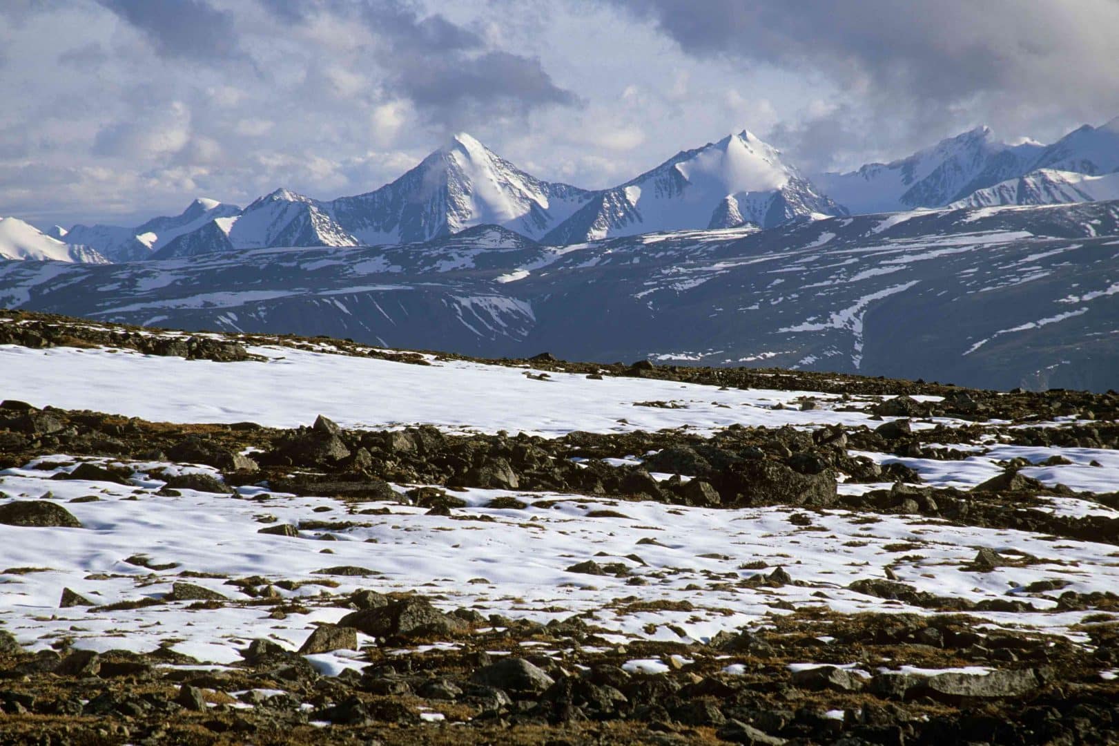 Você conhece o Bioma Tundra? Ele ocorre em região muito fria da Terra