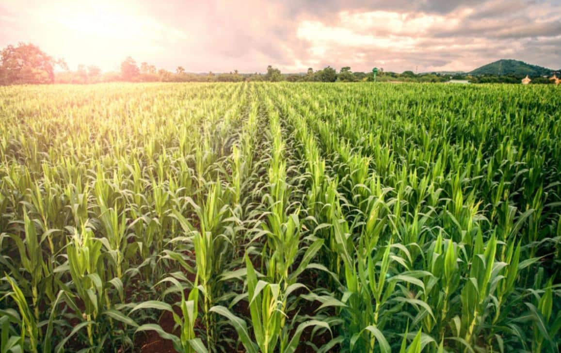 Entenda o agronegócio – história, características, críticas e fundamento