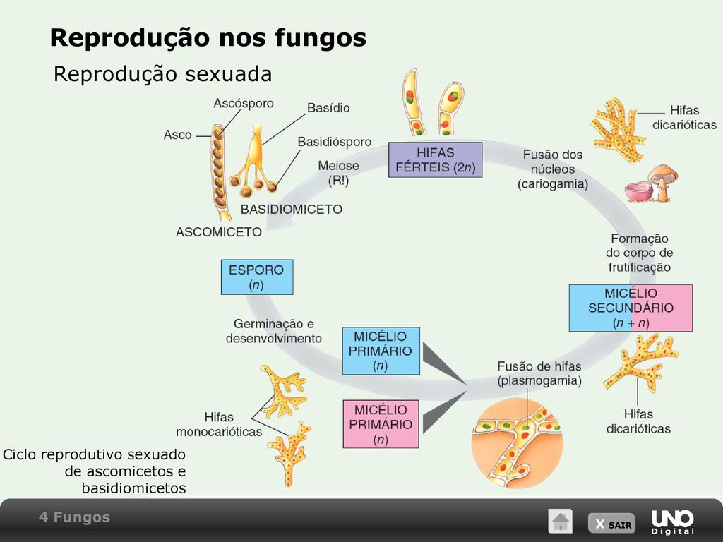 Fungos – vida, reprodução, doenças que causam, onde se desenvolvem