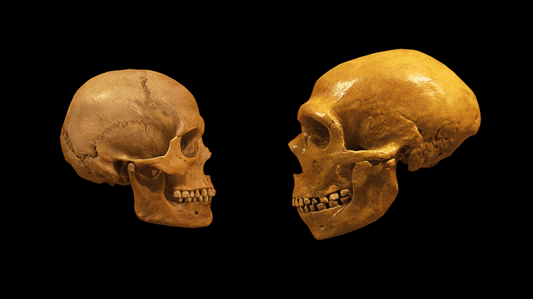 Homo Sapiens: origem e características da única espécie humana viva