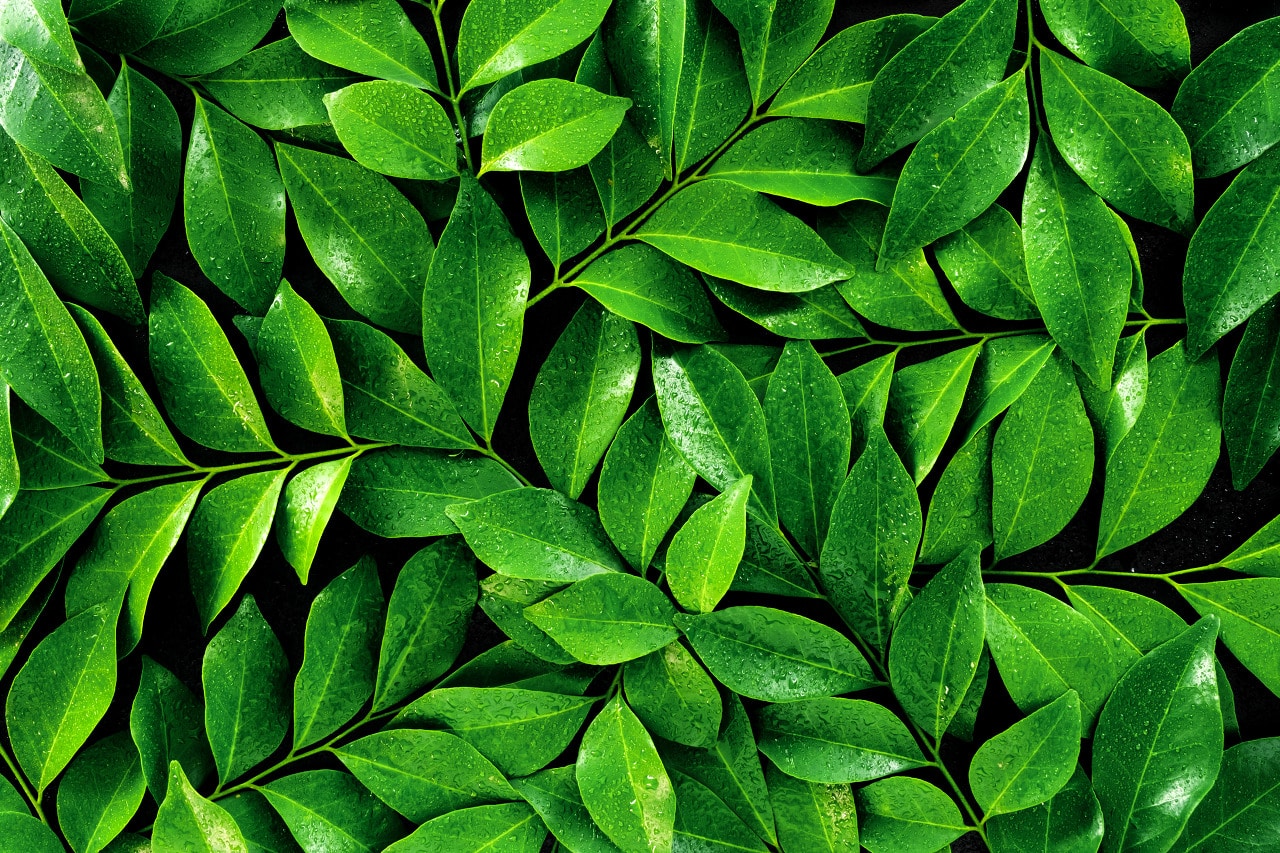 Folhas - Conheça os principais tipos, quais são as partes e características