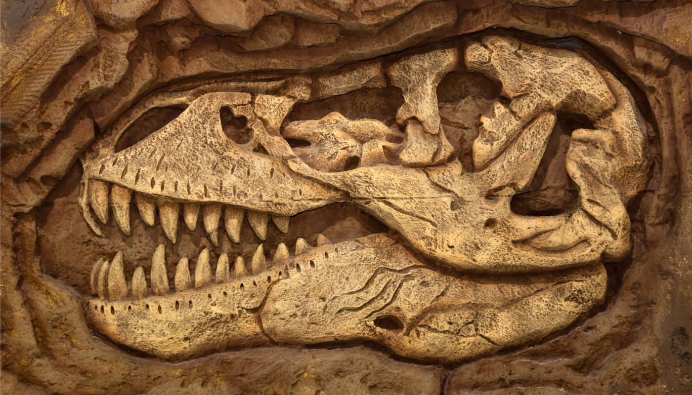 Fósseis - O que são, como se formam, principais tipos e curiosidades