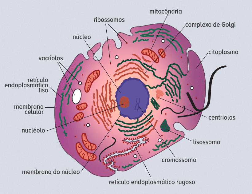 Corpo humano - divisão e quais as funções de cada parte do organismo