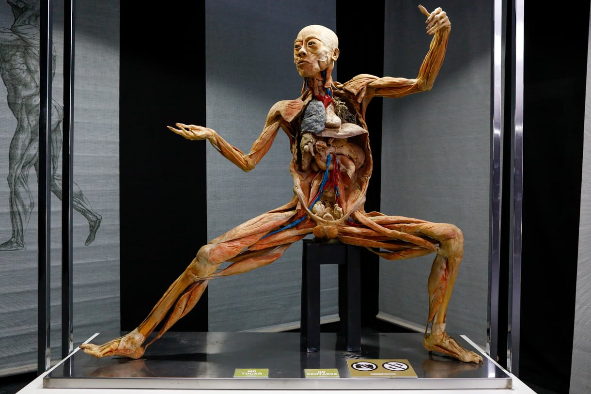 Corpo humano - divisão e quais as funções de cada parte do organismo
