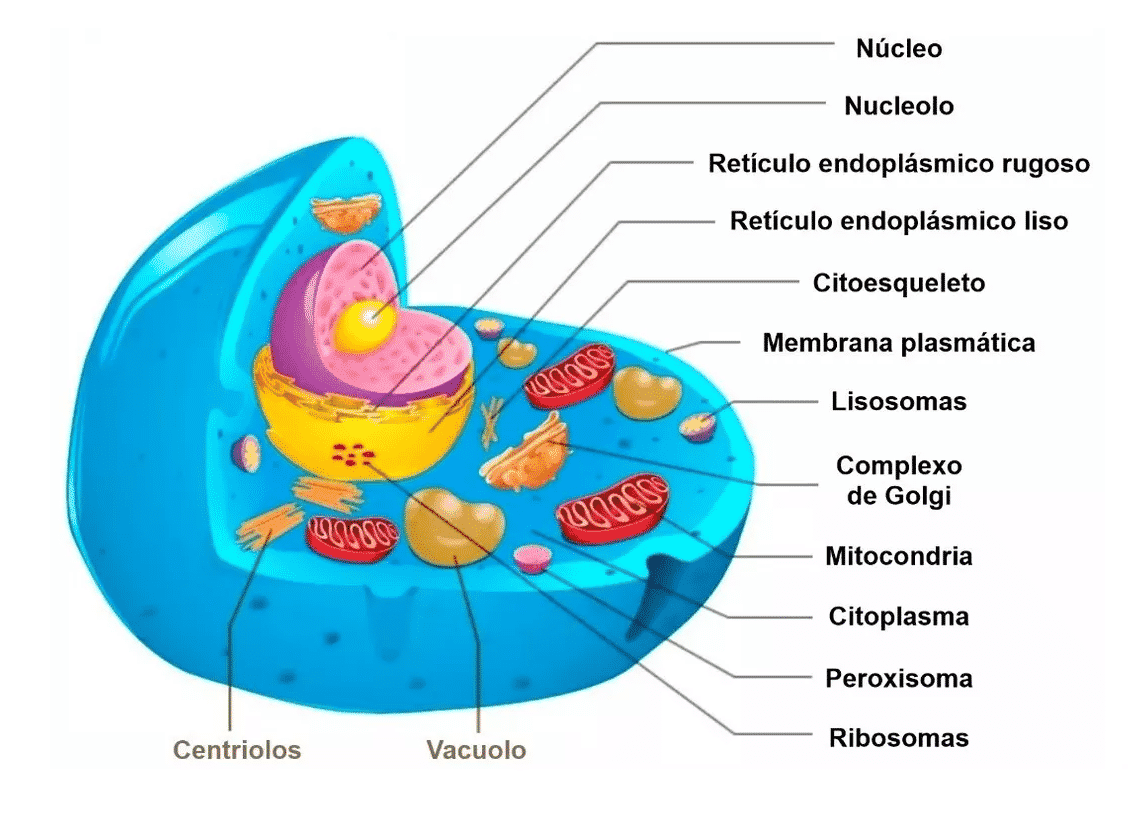Célula animal - principais características, funções e estruturas