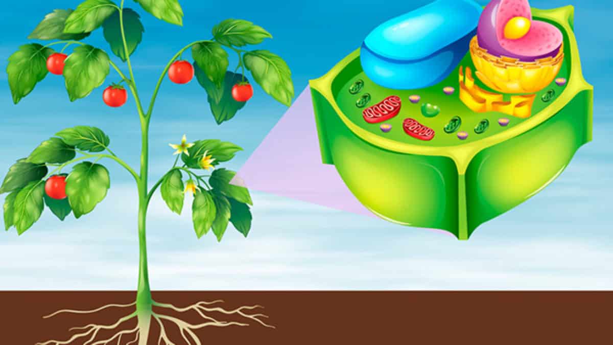 Célula vegetal - quais são suas principais características?
