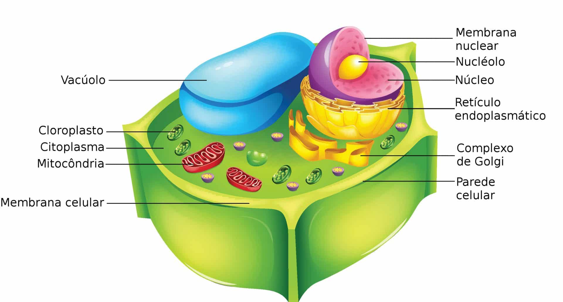 Célula vegetal - quais são suas principais características?