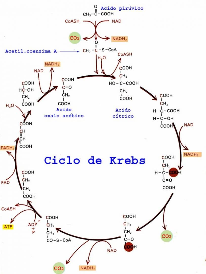 Ciclo de Krebs - o que é, como funciona e qual sua importância?