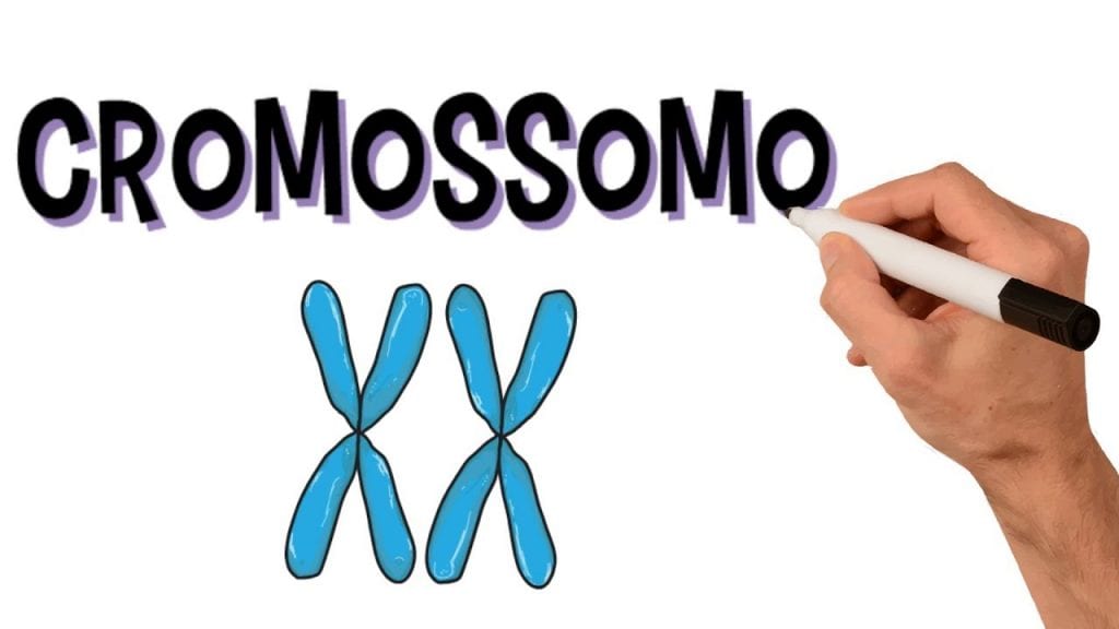 Cromossomos: Estrutura, Composição e Curiosidade