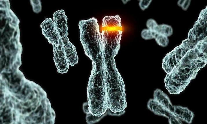Cromossomos - Estrutura, Composição e Curiosidades