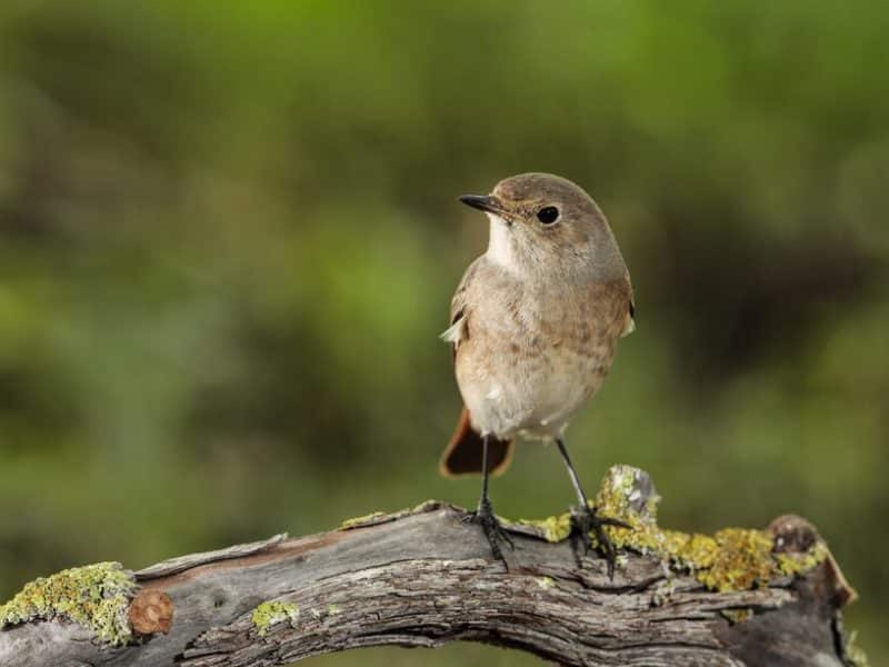 Aves: o que são, características, classificação e exemplos