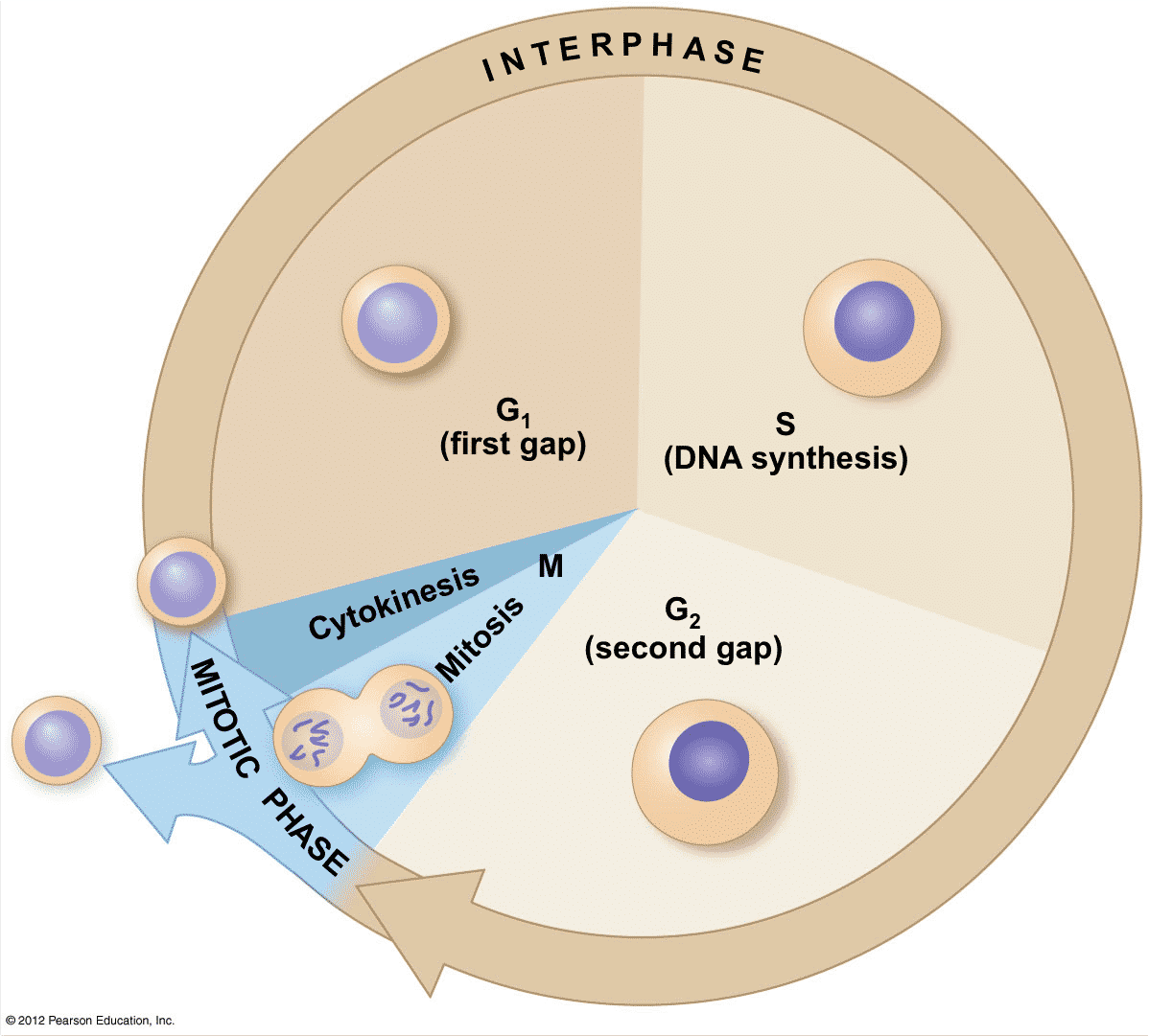 O que é interfase e as fases G1, S e G2 no ciclo celular - Toda Matéria