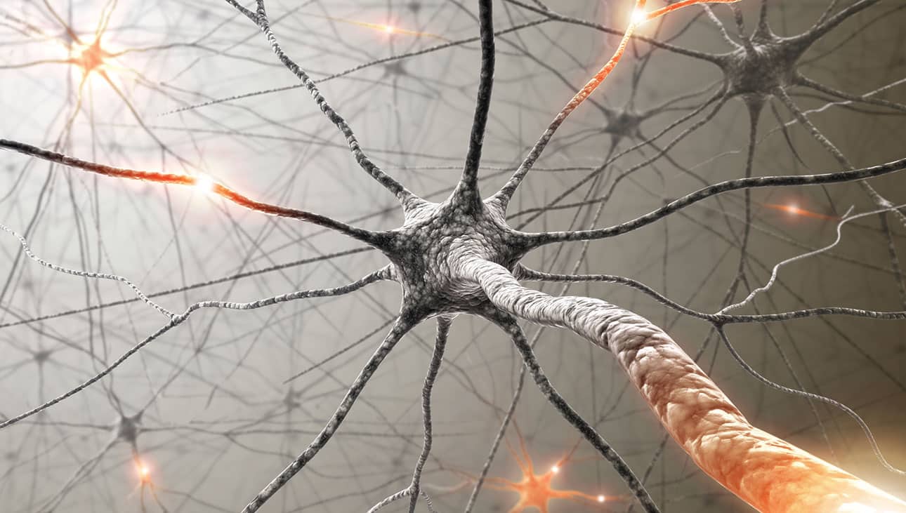 Neurônio, o que é? Definição, estrutura, função e os principais tipos