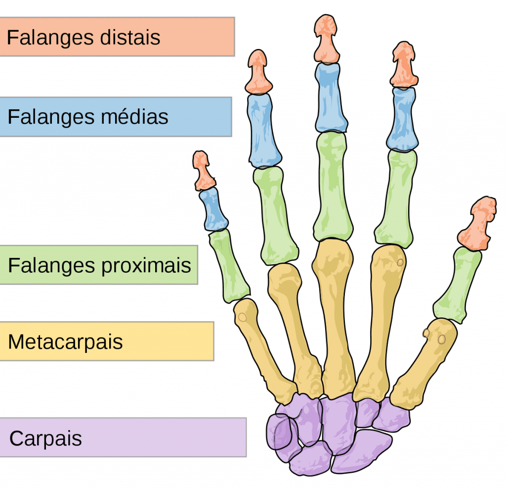Ossos da mão - Classificação, principais características e curiosidades