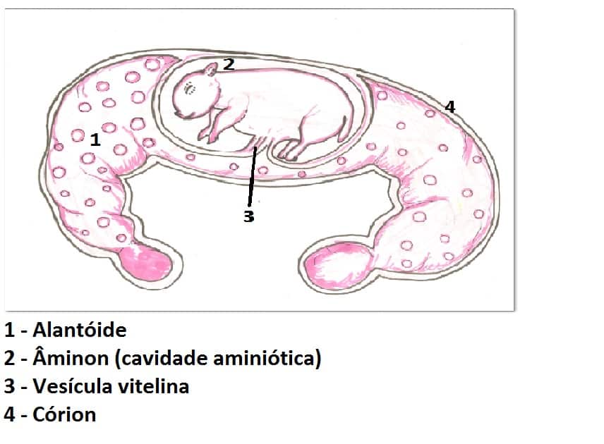 Anexos embrionários - O que são, classificação, formação e os tipos