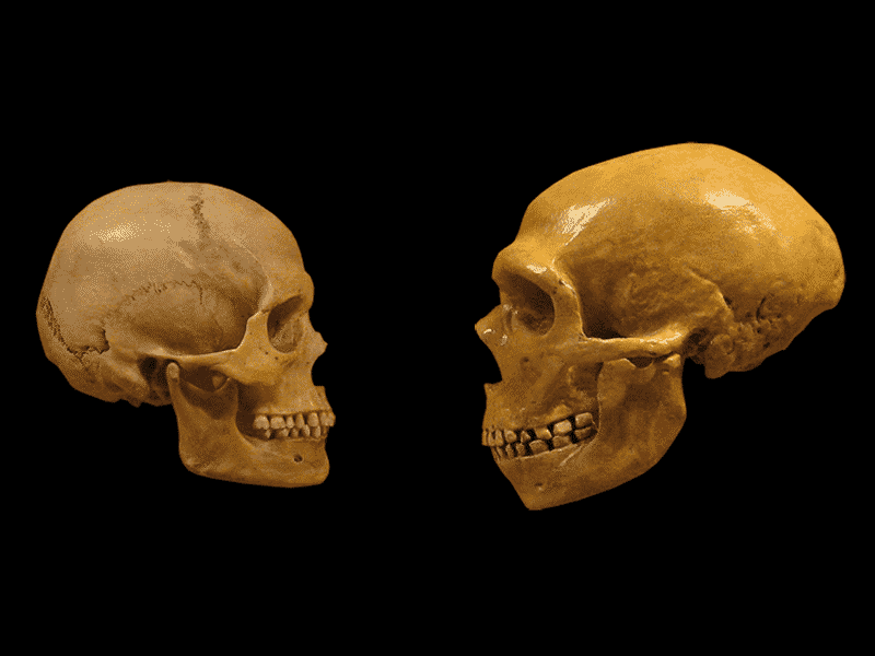 Neandertal - quem foi, como viveu e como desapareceu