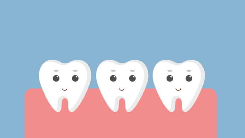 Dentes - Classificação, partes principais, nomes e característica estrutural
