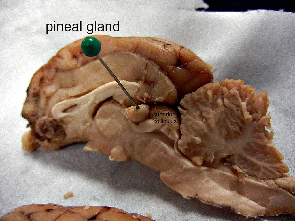Glândula Pineal, o que é? Característica, função e como pode ser ativada