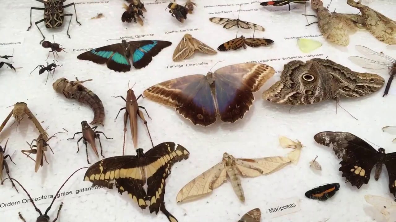 Lepidópteros – O que são, características, acidentes e curiosidades