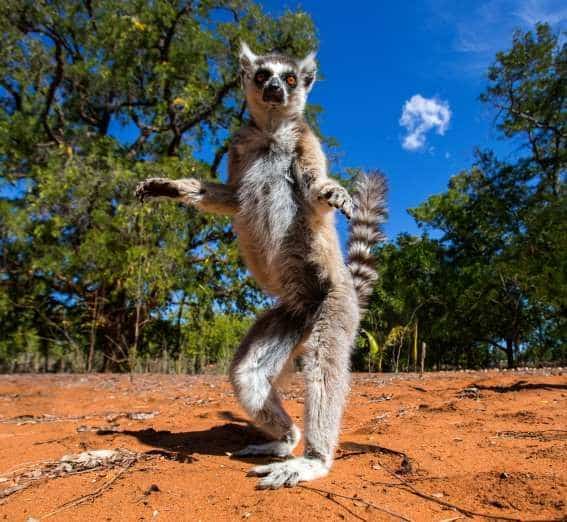 Madagascar - características e curiosidades