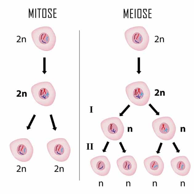 Meiose e as suas fases