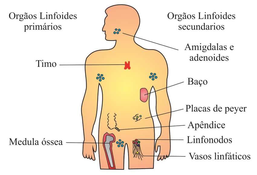 Sistema imunológico - O que é, tipos de imunidade e órgãos imunitários