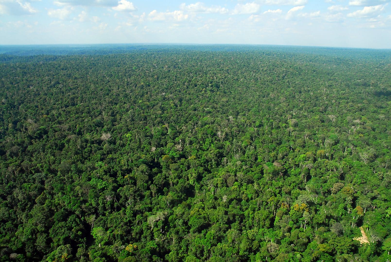 Amazônia - características do bioma, mapa,