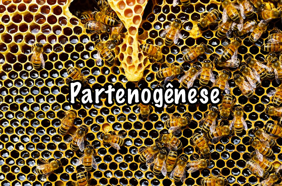 Partenogênese - Conceito e tipos