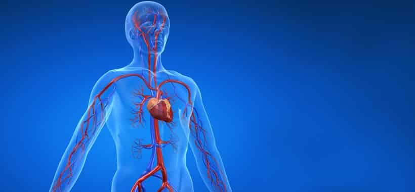 Sistema Cardiovascular – Função, características e órgãos do sistema