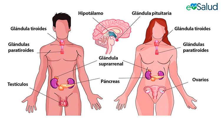 Sistema Endócrino, o que é? Definição, características e principais órgãos