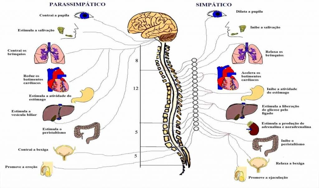 Sistema Nervoso - Definição, divisões, principais funções e órgãos