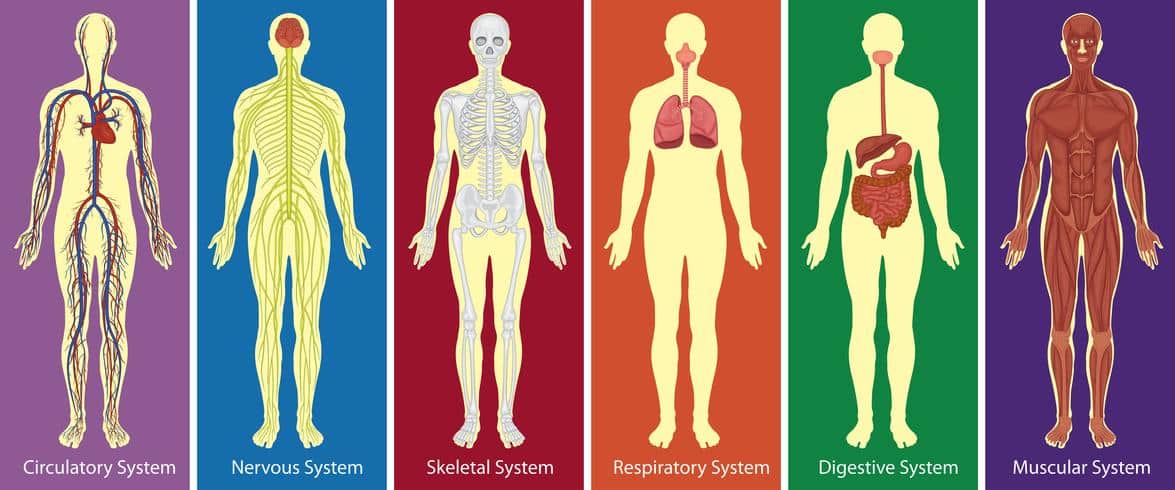 Sistemas do corpo humano - Definição, principais órgãos e características