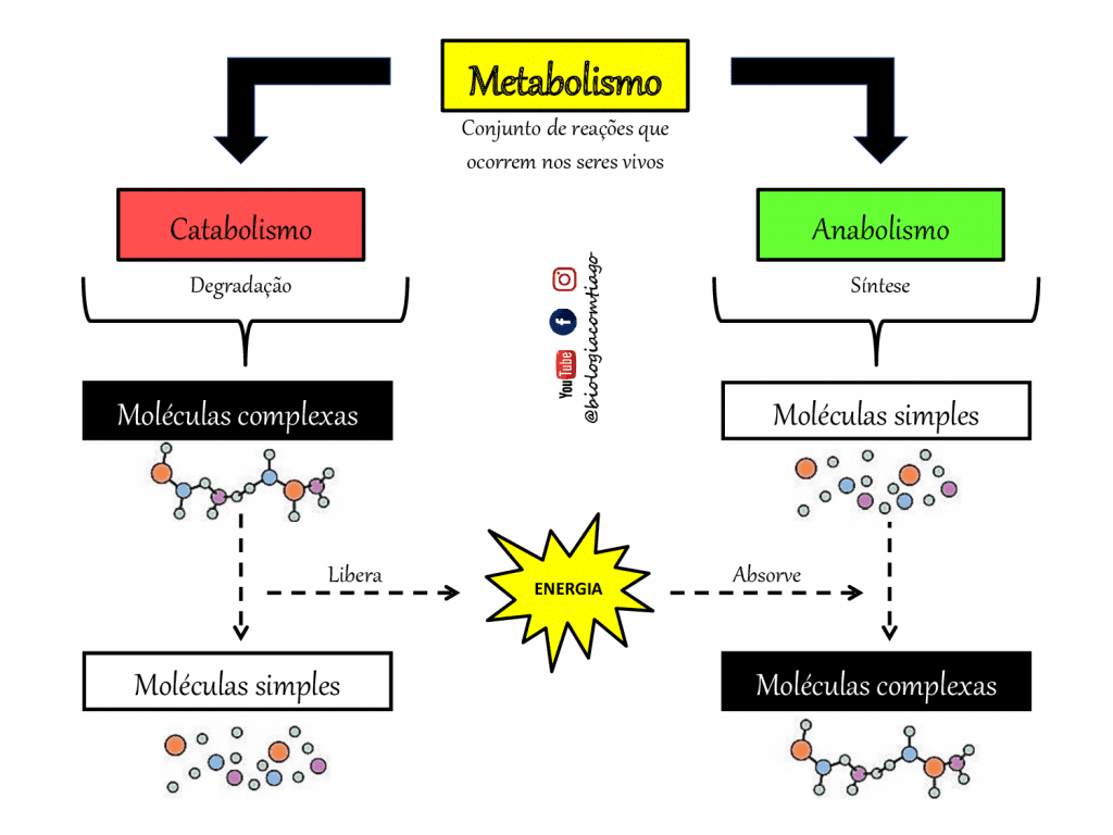 Metabolismo, o que é? Definição, características, funções e tipos principais