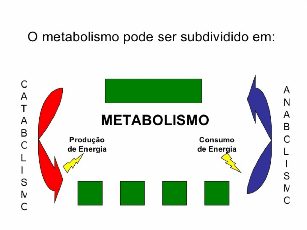 Metabolismo, o que é? Definição, características, funções e tipos principais