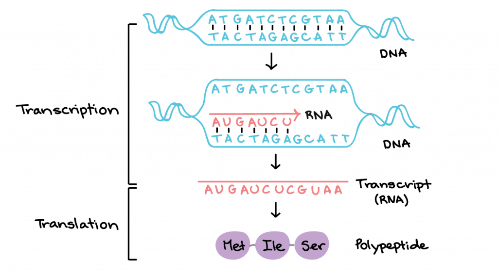 RNA, o que é? Definição, estrutura, produção, função e principais tipos