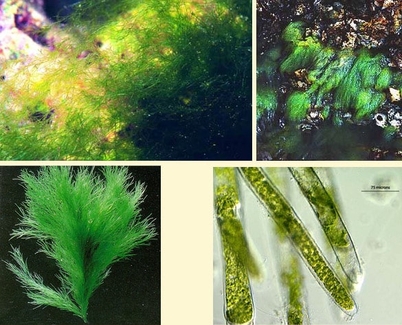 Algas - o que são e suas características