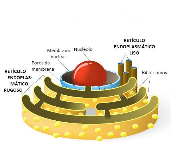 Células eucariontes - o que são, onde se encontra e funções