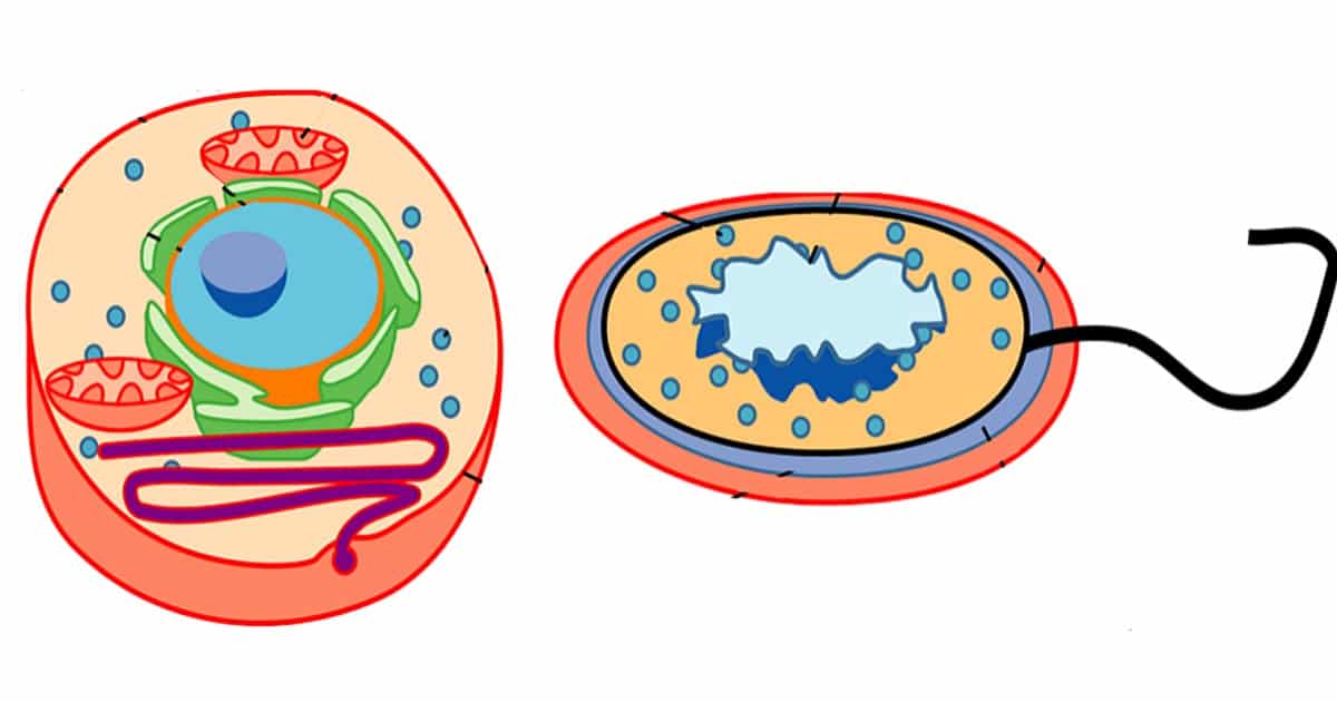 Células eucariontes - o que são, onde se encontra e funções