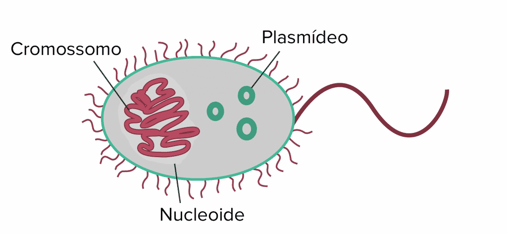 Células procariontes - O que são, estrutura, classificação e características