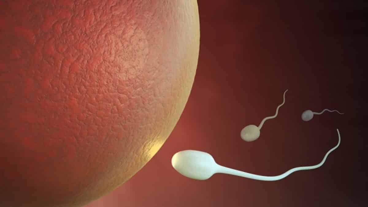 Reprodução sexuada, o que é? Definição, classificação e como funciona