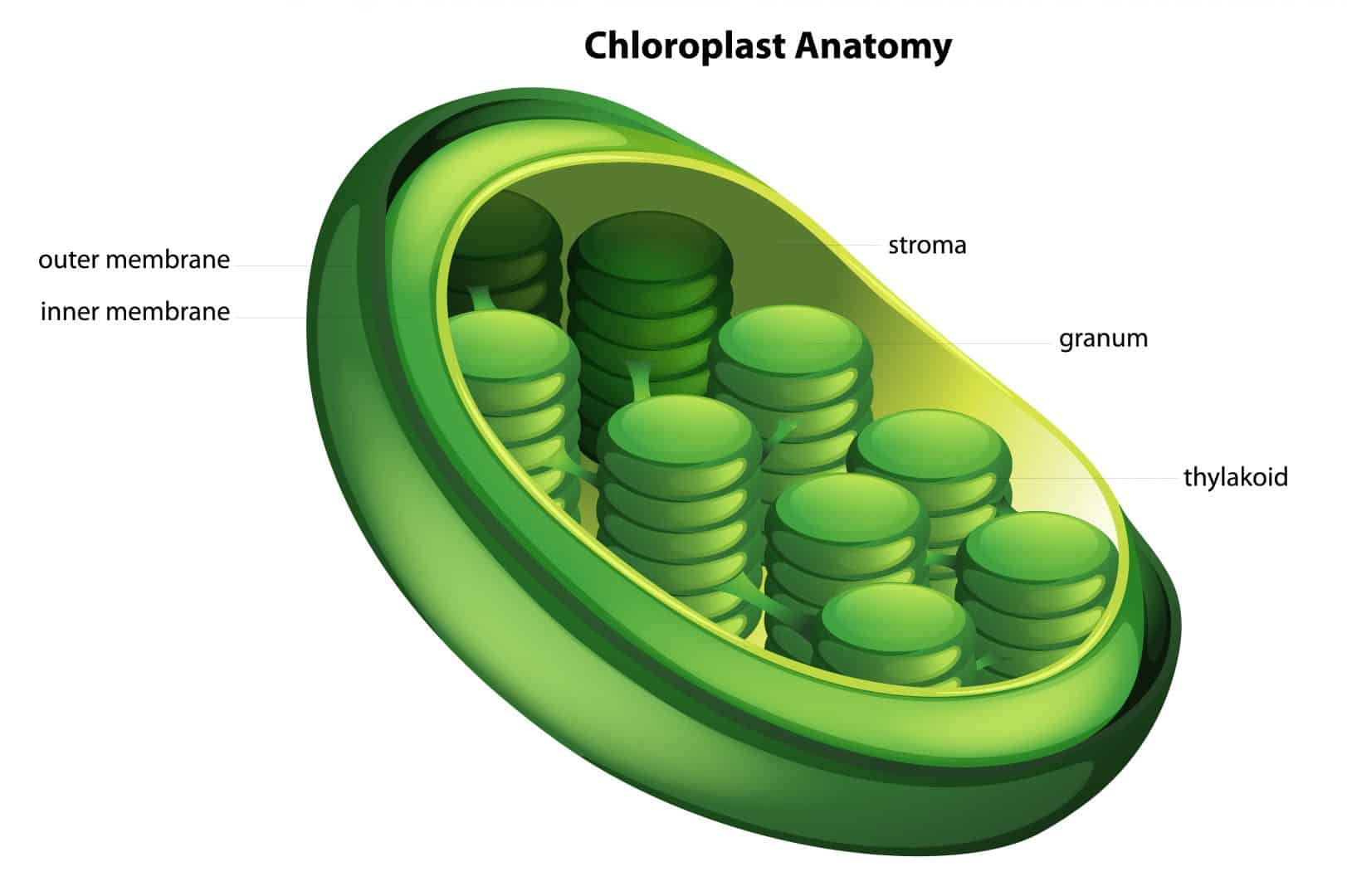 Cloroplastos - Definição, estrutura e fotossíntese