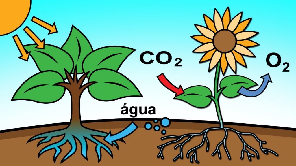 Dióxido de carbono, o que é? Definição, principais fontes e emissão