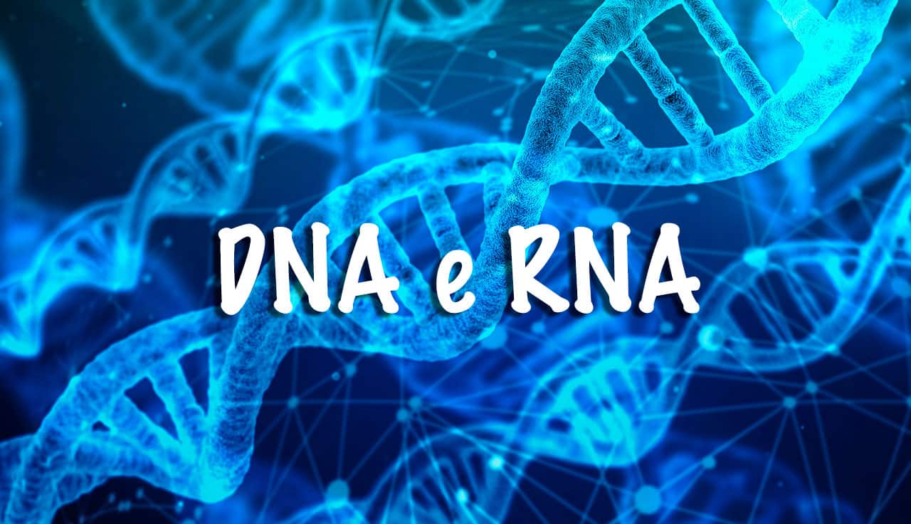 DNA e RNA - Definição, características, principais diferenças e funções