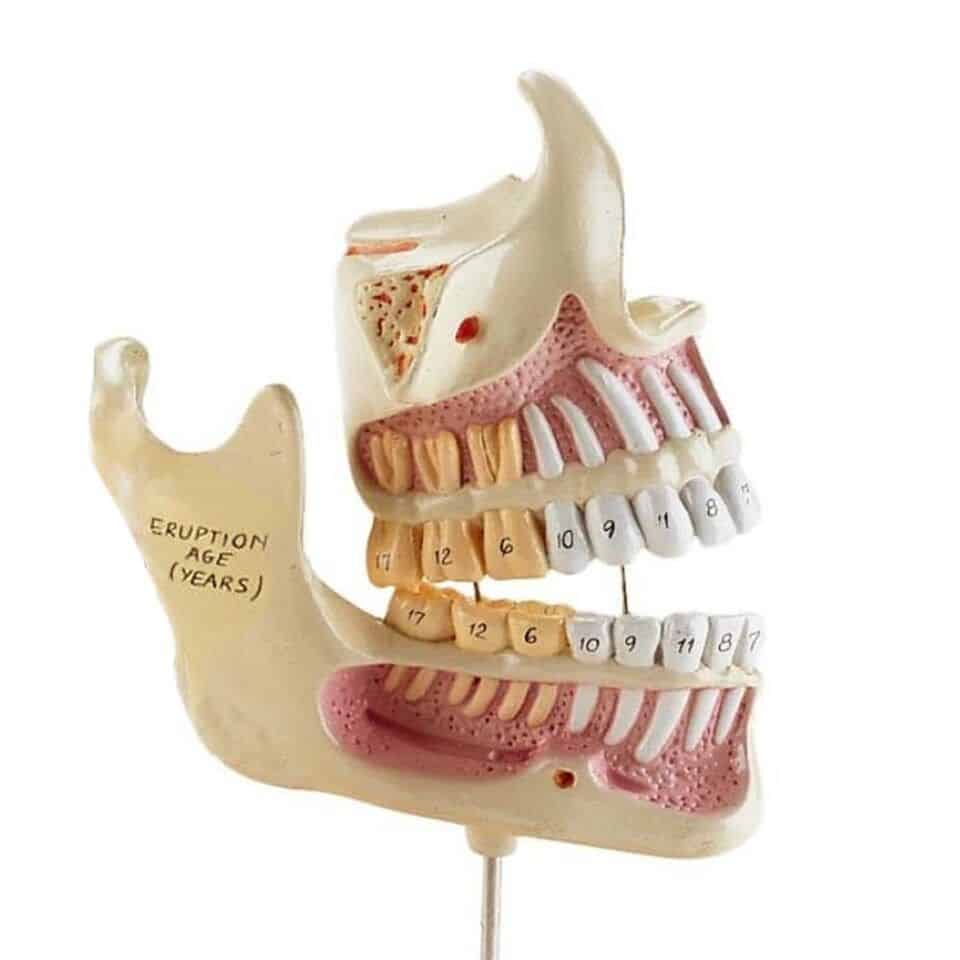 Estrutura dos dente - tipos, anatomia e o temido dente siso